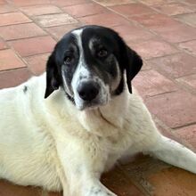PANDA, Hund, Mischlingshund in Hamburg
