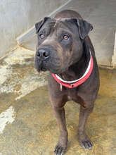 JOHNNY, Hund, Shar Pei in Spanien