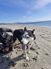 LUNA, Hund, Siberian Husky in Spanien