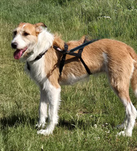 BIENE, Hund, Rauhhaarpodenco-Mix in Algermissen
