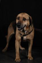 JANGO, Hund, Mischlingshund in Hagen
