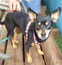 BELTZA, Hund, Pinscher-Mix in Algermissen