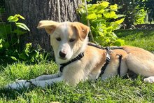 TINA, Hund, Mischlingshund in Wentorf