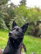 ARIA, Hund, Mischlingshund in Hamburg