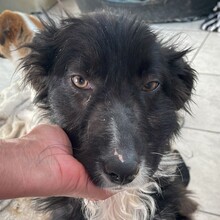 RUBY, Hund, Mischlingshund in Horstmar