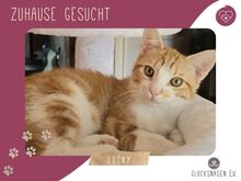 LUCKY, Katze, Europäisch Kurzhaar in Bulgarien