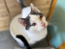 ORPHEUS, Katze, Europäisch Kurzhaar in Griesheim