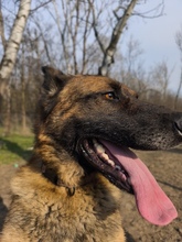 PUMBA, Hund, Schäferhund in Ungarn