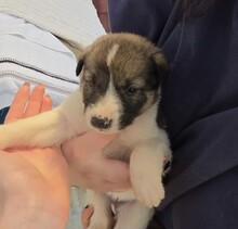 WELPE7F, Hund, Mischlingshund in Rumänien