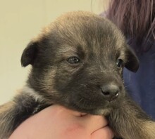 WELPE6F, Hund, Mischlingshund in Rumänien