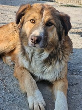 FLORENCE, Hund, Mischlingshund in Rumänien