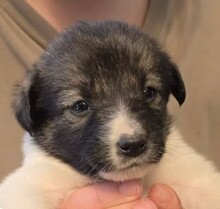 FRANY, Hund, Mischlingshund in Rumänien