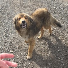 RÜDE1, Hund, Mischlingshund in Rumänien