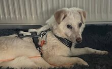 LITA, Hund, Mischlingshund in Gerstungen