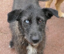 LILITH, Hund, Mischlingshund in Rumänien