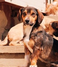 TALISKA, Hund, Mischlingshund in Rumänien