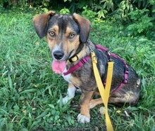 TALISKA, Hund, Mischlingshund in Mannheim