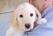 LUAN, Hund, Mischlingshund in Kroatien