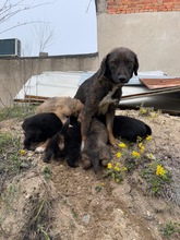 AYANA, Hund, Mischlingshund in Bulgarien