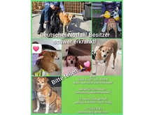 BUBI, Hund, Mischlingshund in Schwabach