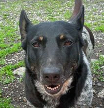 MIA, Hund, Mischlingshund in Slowakische Republik