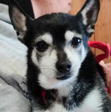 TOMMY, Hund, Mischlingshund in Hamburg