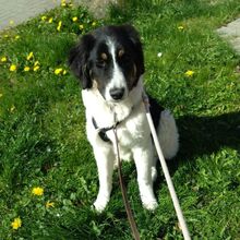 MELLE, Hund, Mischlingshund in Seth