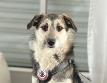 HALLOUMI, Hund, Mischlingshund in Ulm