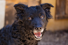 NOX, Hund, Mischlingshund in Kroatien