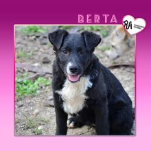 BERTA, Hund, Mischlingshund in Bulgarien