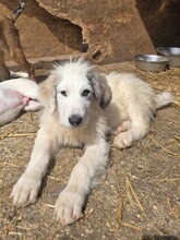 GORDON, Hund, Herdenschutzhund in Rumänien