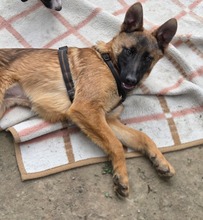 SKALINA, Hund, Mischlingshund in Hagen