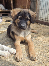 HICKS, Hund, Mischlingshund in Rumänien