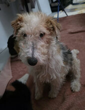 MONIKA, Hund, Foxterrier in Rumänien