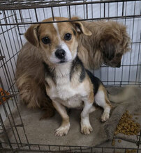 ROUVEN, Hund, Mischlingshund in Rumänien