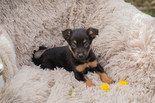 MAIKA, Hund, Mischlingshund in Kroatien