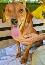 POPPY, Hund, Mischlingshund in Rumänien