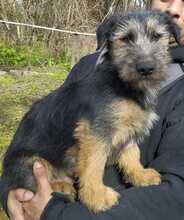 SZABI, Hund, Mischlingshund in Erlangen