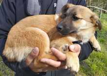 SZIMAT5, Hund, Mischlingshund in Erlangen