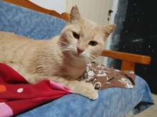 CAPPUCCINO, Katze, Europäisch Kurzhaar in Vaterstetten