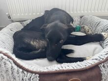 ARUNA, Hund, Mischlingshund in Rumänien