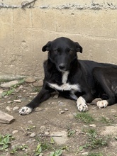 ARUNA, Hund, Mischlingshund in Berlin
