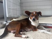 SCHNUTE, Hund, Mischlingshund in Rumänien