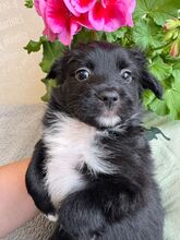 HEIDI, Hund, Mischlingshund in Rumänien