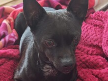 CANDY, Hund, Chihuahua-Mix in Falkensee