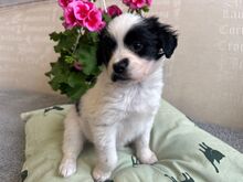 MISSBENNET, Hund, Mischlingshund in Rumänien