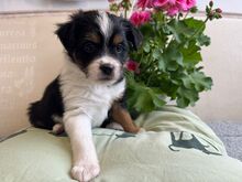 MEXX, Hund, Mischlingshund in Rumänien