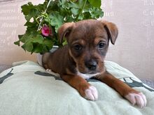 DROPS, Hund, Mischlingshund in Rumänien