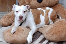 TUTY, Hund, American-Bully-Mix in Kroatien