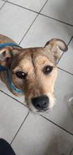 VULCONIA, Hund, Mischlingshund in Overath